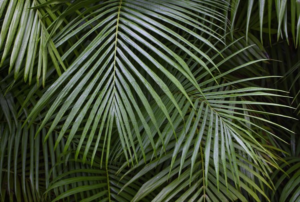 Tree ferns