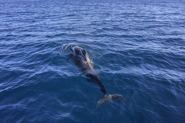 Long-finned pilot whale