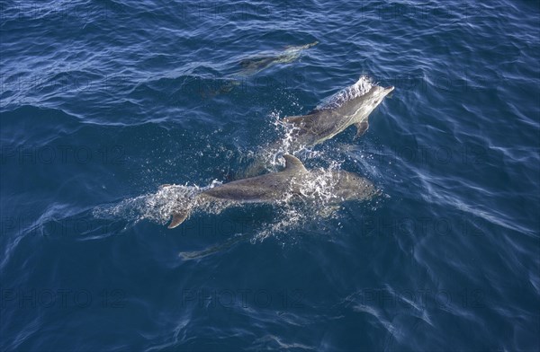 Spotted dolphins