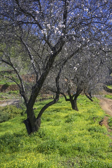 Flowering almond tree