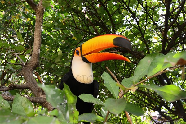 Toco toucan