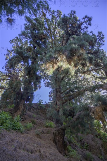 Canary island pine