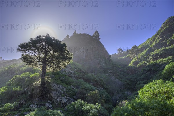 Canary island pine