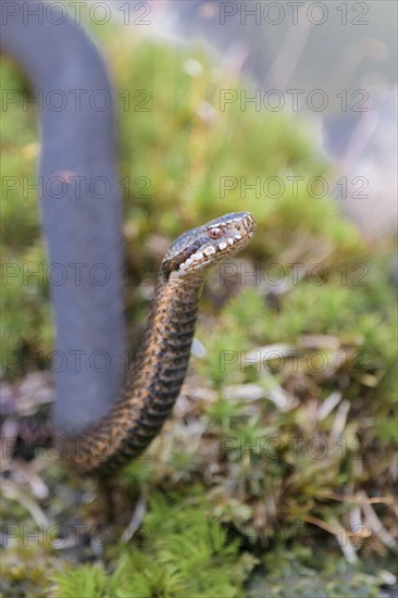 Common european viper