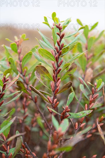 Close-up of Bog Myrtle