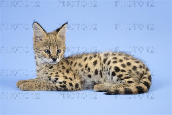 Serval