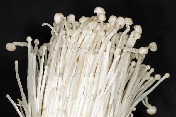 Edible enoki mushroom or flammulina