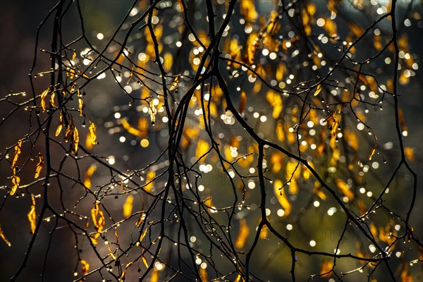 Colourful autumn leaves against the light