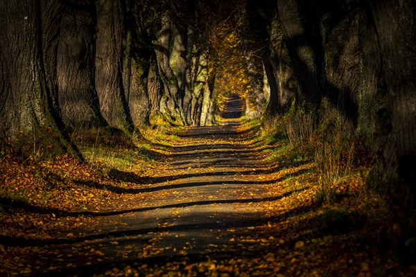 Linden trees