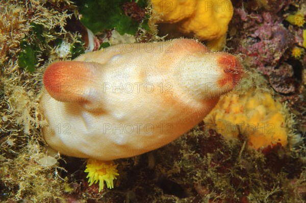 Red sea squirt