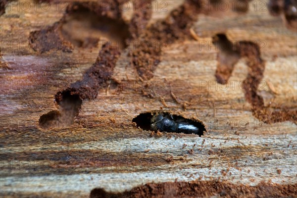 European spruce bark beetle