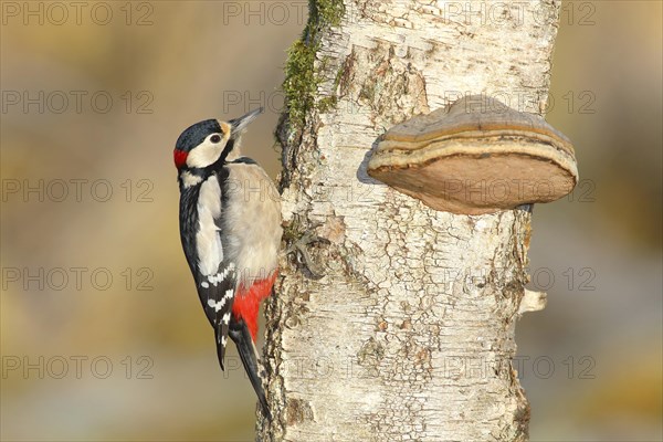 Great spotted woodpecker