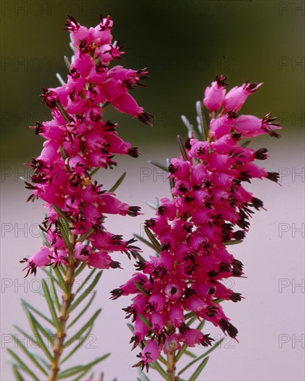 Grey heather Erica cinera Grey bell heather