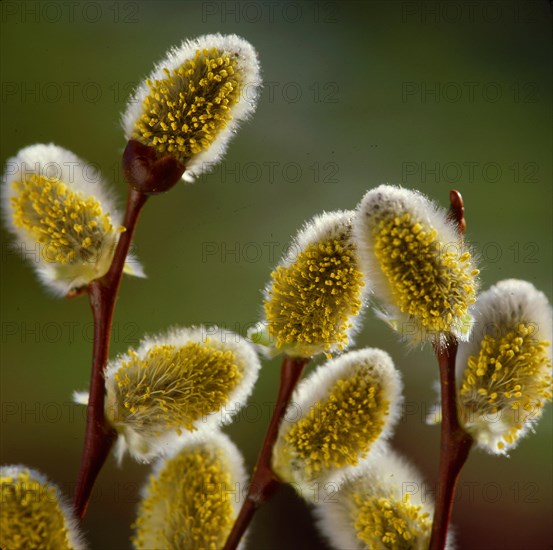 Catkin