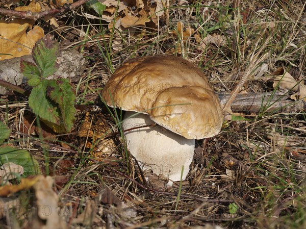 King bolete