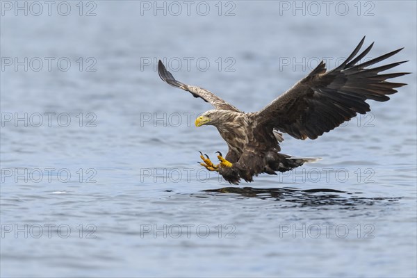 White-tailed eagle