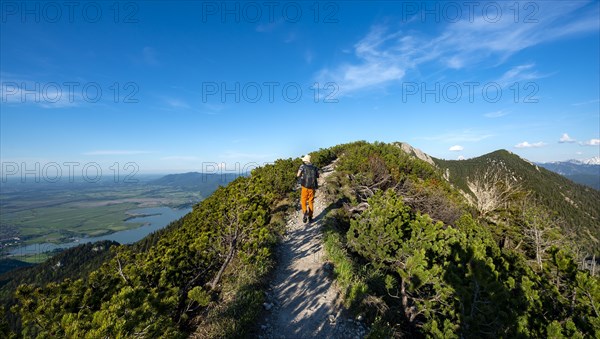 Hiker on a hiking trail between mountain pines