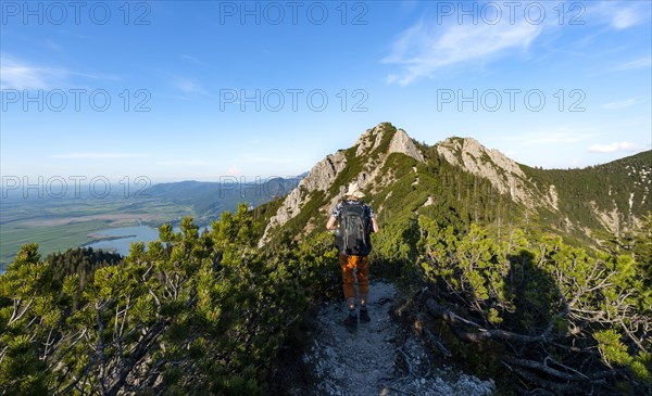 Hiker on a hiking trail between mountain pines