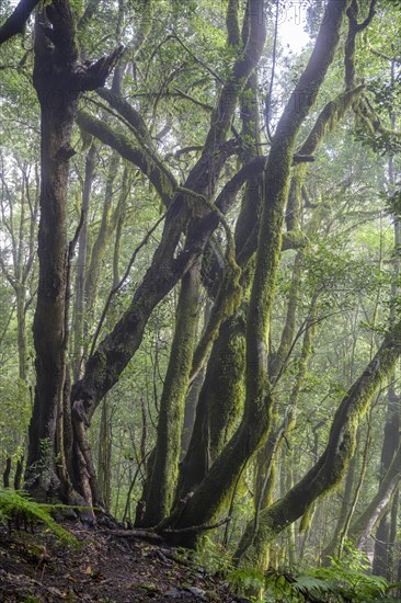 Laurel forest near El Cedro
