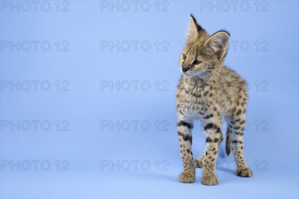 Serval