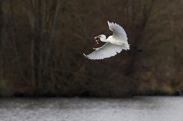 Flying egret