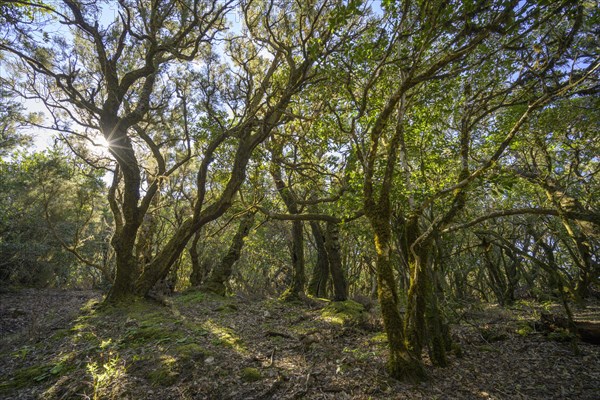 Mossy forest in the sunlight