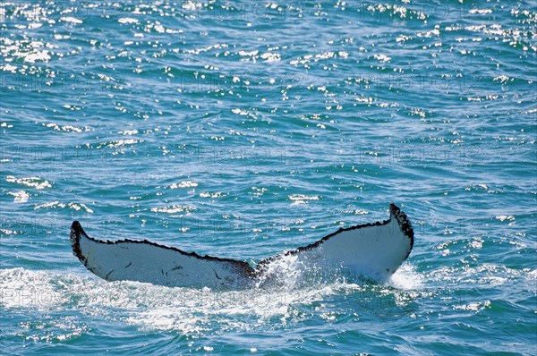 Fluke of a diving humpback whale