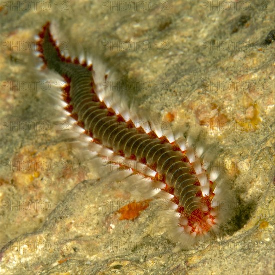 Close-up of heavily nettled bearded fireworm