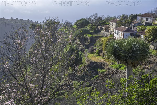 Canary canary islands dragon tree