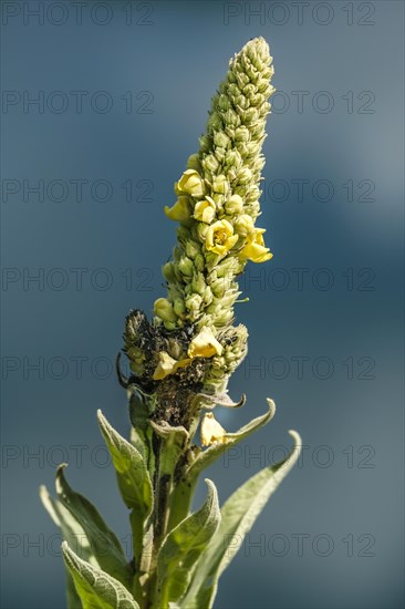 Great mullein