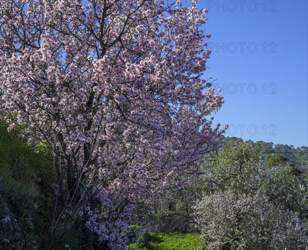 Flowering almond tree