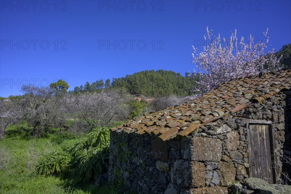 Flowering almond tree