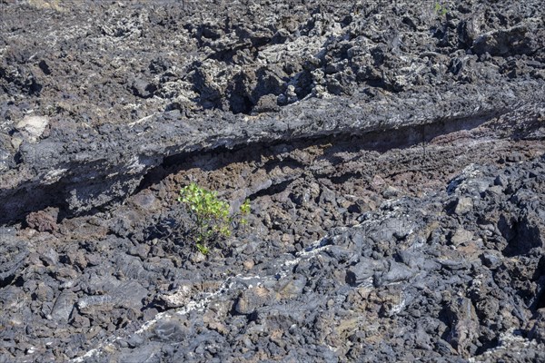 Green bush in the lava field of the volcano San Juan from 1949 at the Canos de Fuego