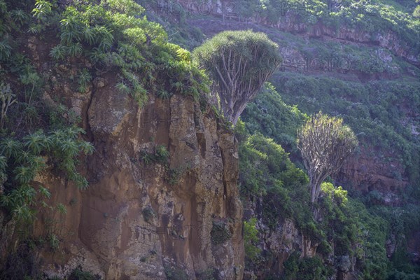 Canary canary islands dragon tree