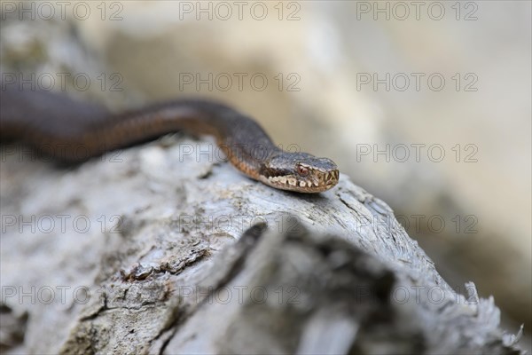 Common european viper