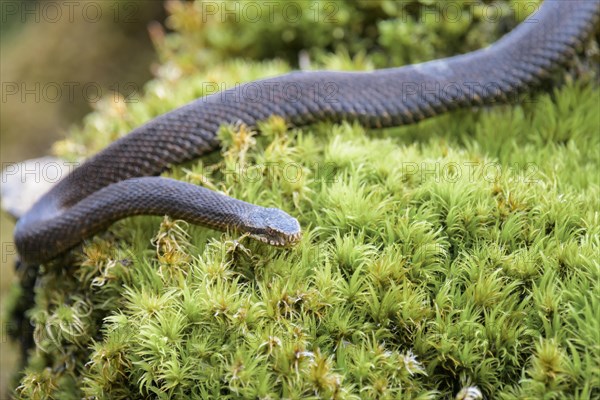 Common european viper