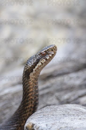 Common european viper