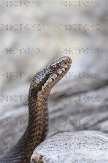 Common european viper