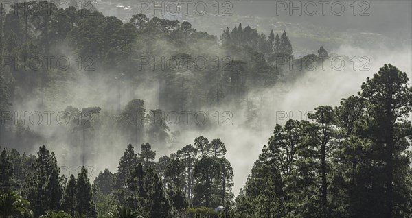 Clouds of mist drift over the forest of Canary Island canary island pine