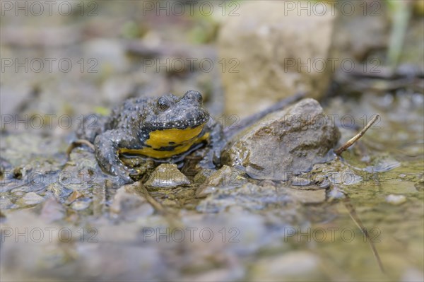 Yellow-bellied toad