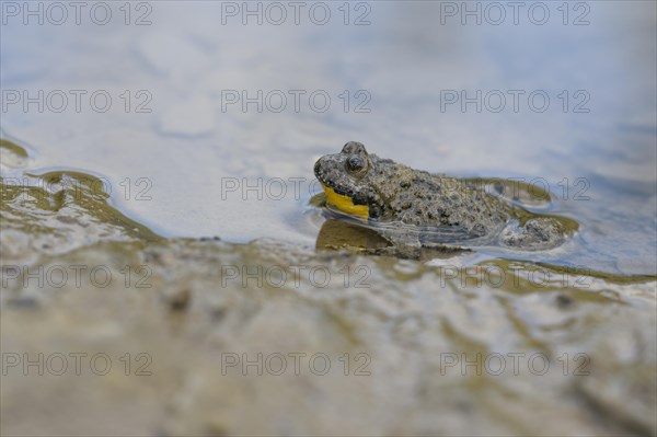 Yellow-bellied toad