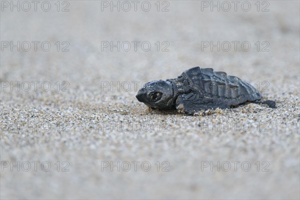 Loggerhead sea turtle