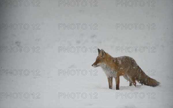 Red fox