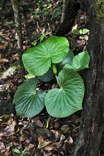 Beautiful green leaves