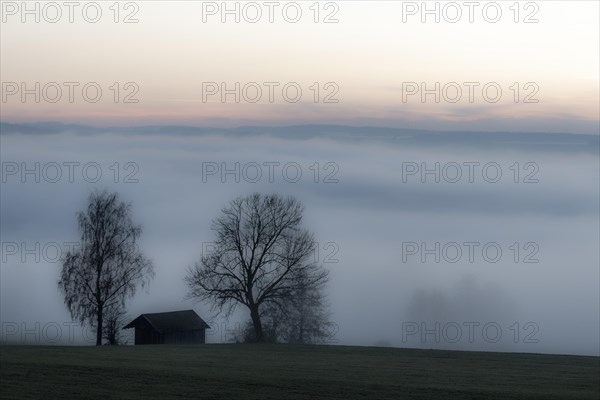 Foggy atmosphere with deciduous trees and hut