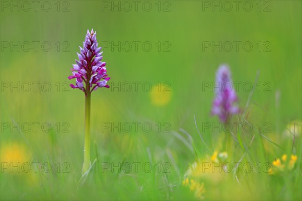 Military orchid