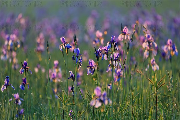 Siberian iris