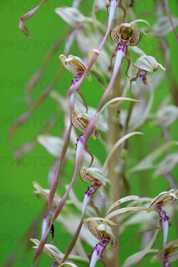 Lizard orchid