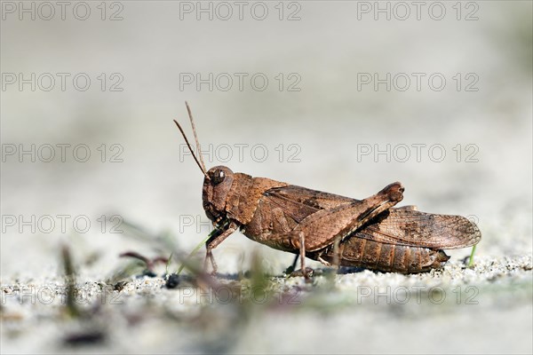 Blue-winged grasshopper