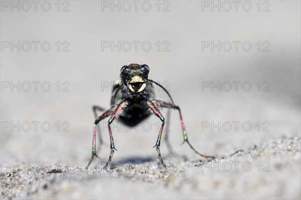 Dune Sand Beetle